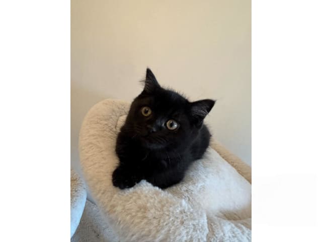 kitten: Zelda