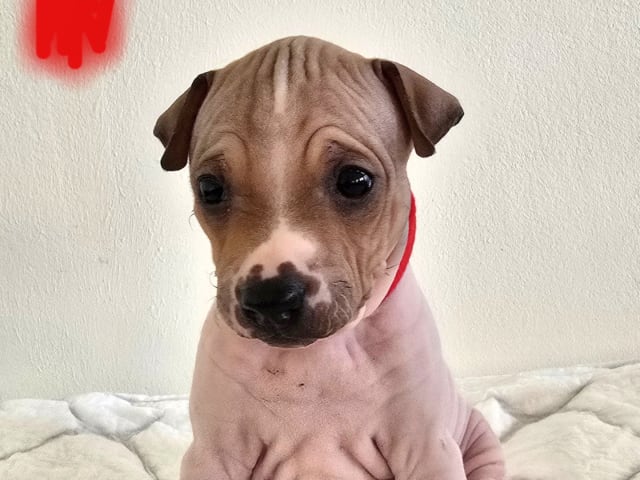 Valp: Esther