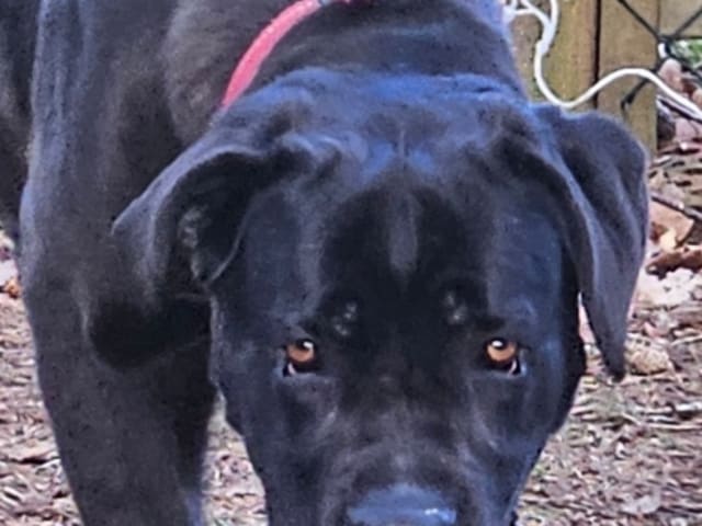 Dog: Annicanina's Tradycza