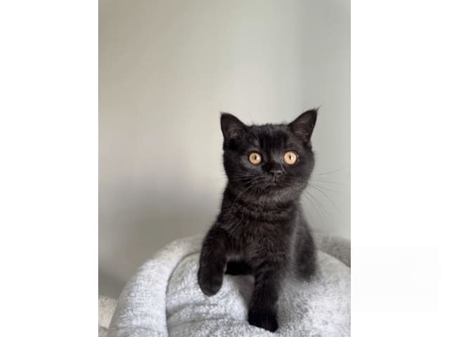 Kattunge: Atlas