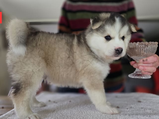 Puppy: Hannhund 1