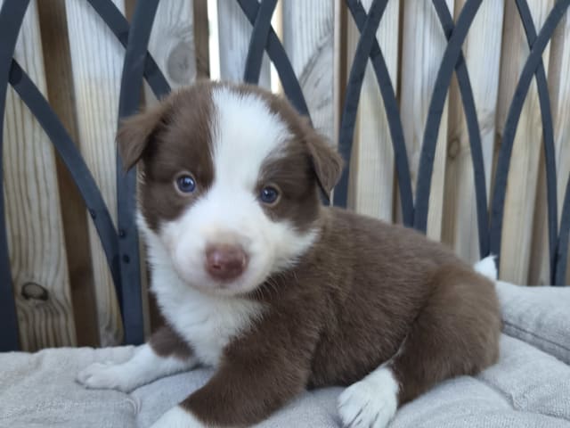 Puppy: Tik 3