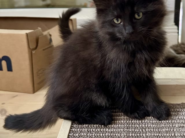 kitten: Alice