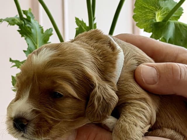 Puppy: Hvid