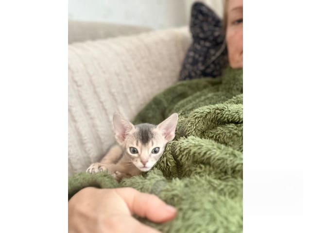 kattunge: Daimen