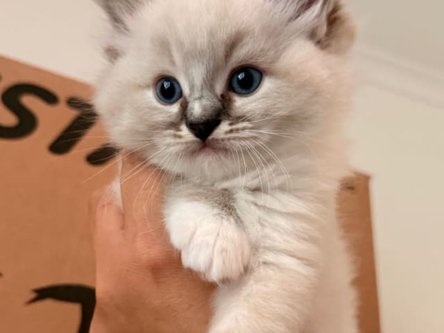 Kattunge: Gucci