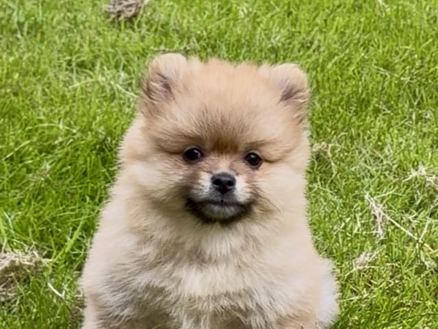 Puppy: Cookie