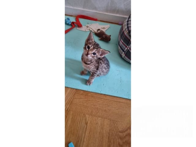 kitten: Espion