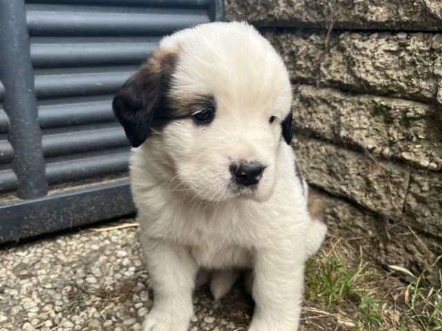 Puppy: Gunnar