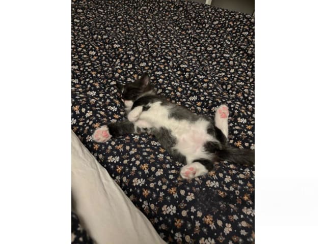kattunge: Bernt