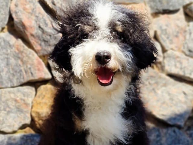 Mother: Bonnie Bernedoodle