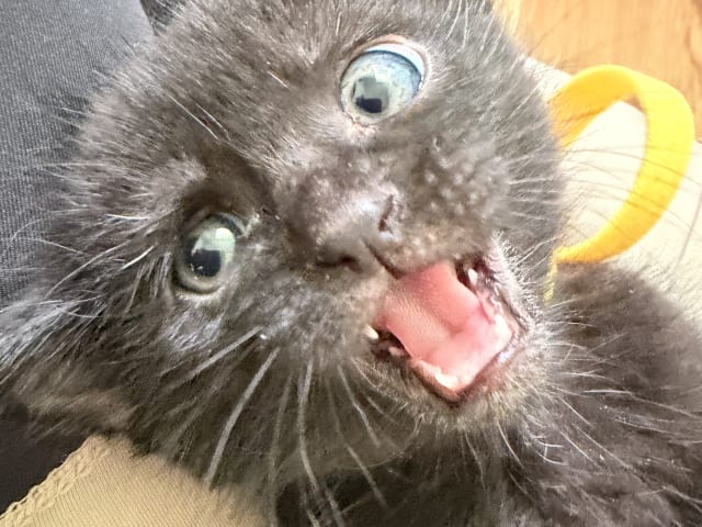 Kattunge: Hane 2
