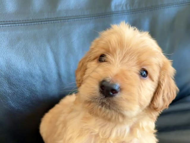 Puppy: Tindra