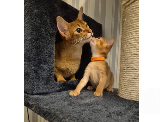 kattunge: Happy Simba