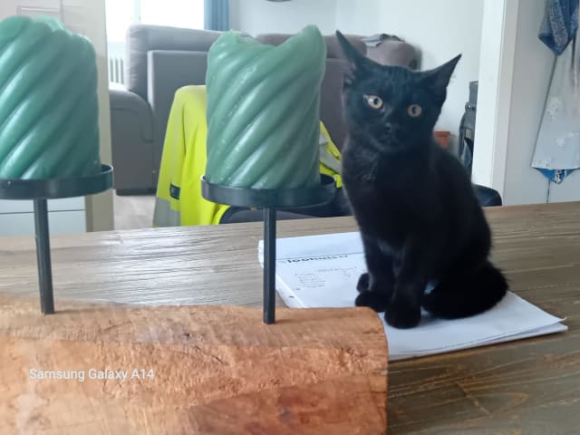 kitten: Female 2