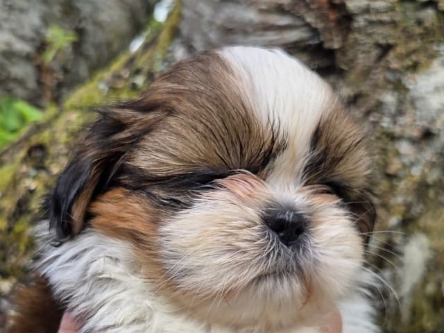 Puppy: Tik 1