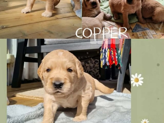 Puppy: Copper