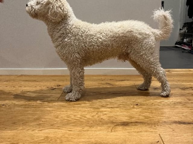 Father: PERRO RIZADOS LEON