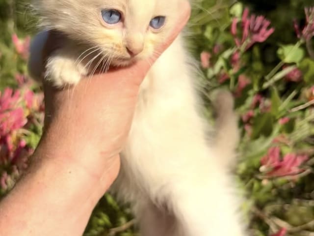kitten: Hane 2