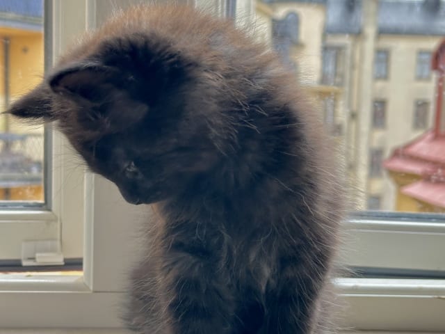 kitten: Astrid