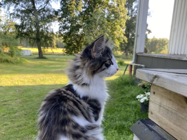 Mor: Furandpurr’s Sanna
