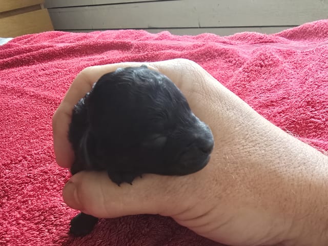 Puppy: Tik 2