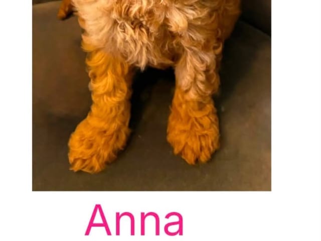 Puppy: Tik 2