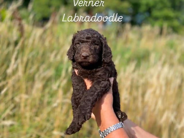Valp: Hane 1