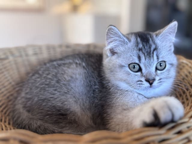 kattunge: Milo