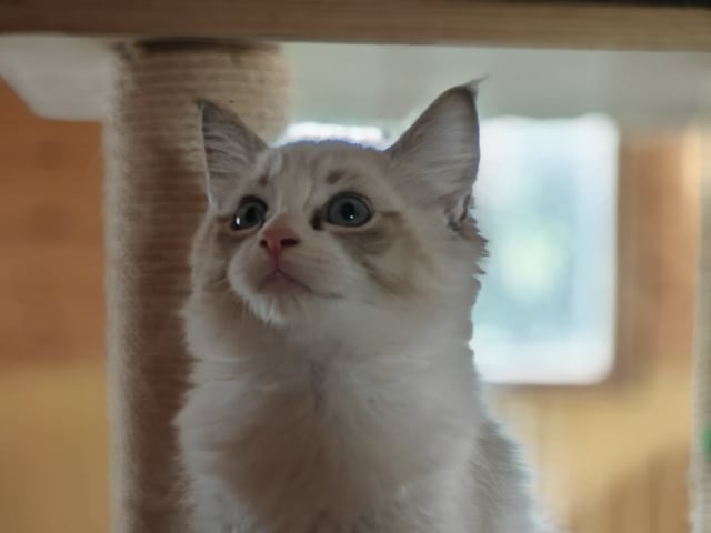 Kattunge: Hona Yxi