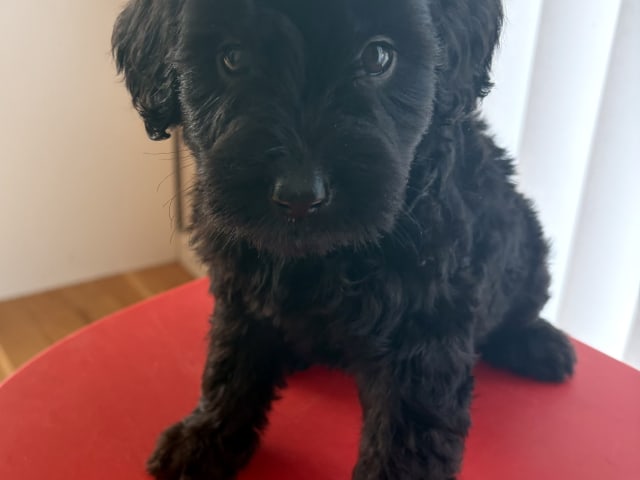 Puppy: Milo