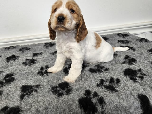 Puppy: Norris Dream Cocker Lotus
