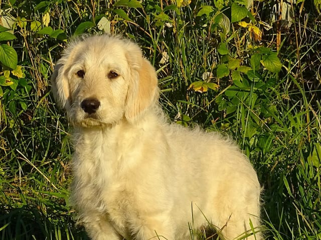Puppy: Majestix