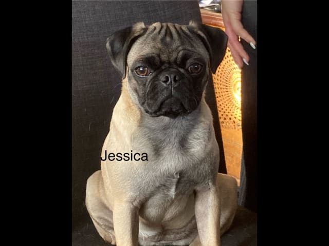 Luckypugs