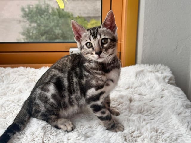 kattunge: Hane 3
