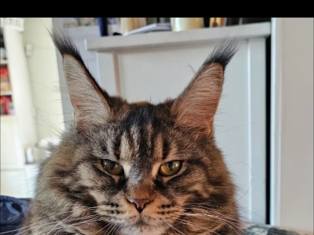 Mother: SE* Big paws Astrid
