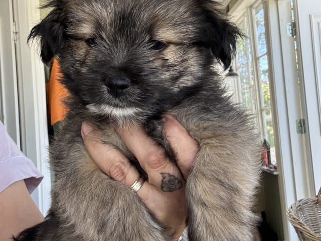 Puppy: Gizmo