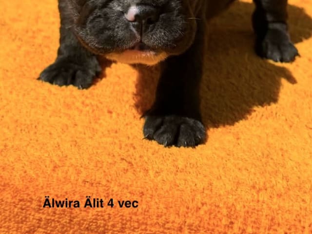 Valp: Älwira Älit
