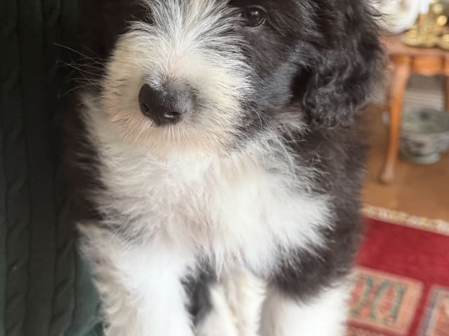 Puppy: Hillbacka Gardener