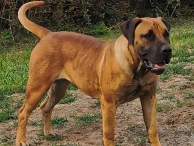 Boergarden boerboels