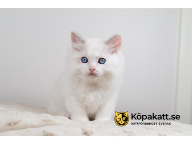kitten: Maldini