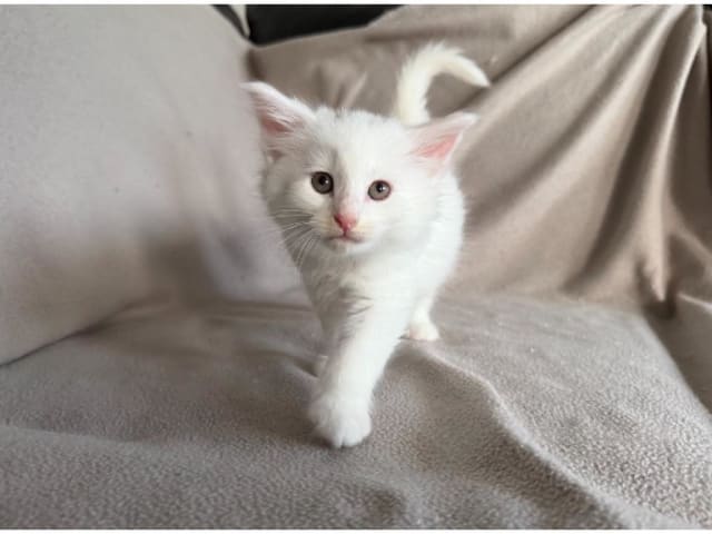 kitten: Luna