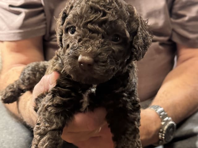 Goldies Prima