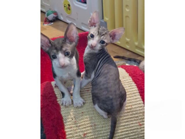 Kattunge: Contrast in Style
