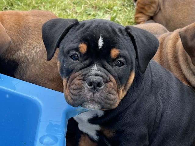 Puppy: Tik 1