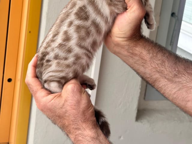kattunge: Hona 2