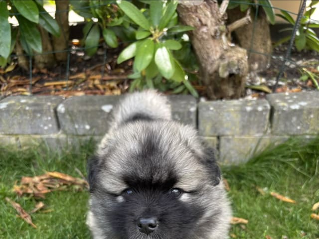 Puppy: Tæve 1