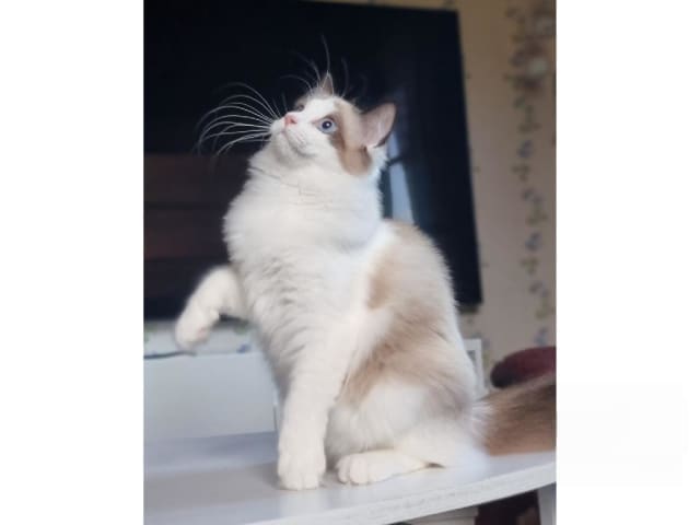 kitten: Widar