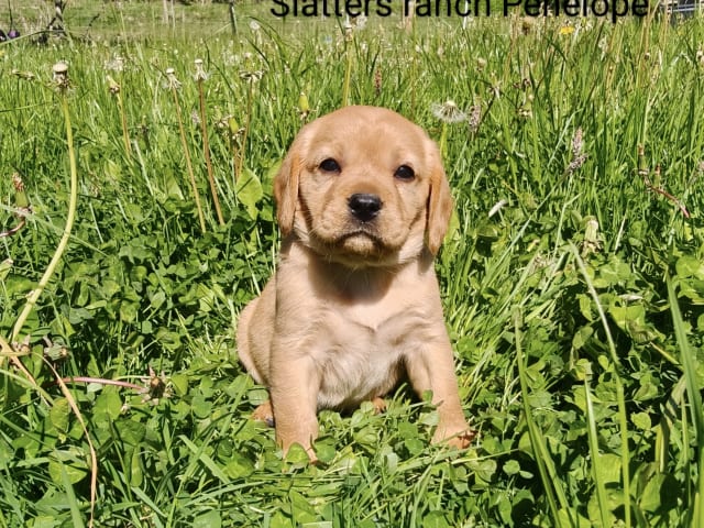 Hvalp: Slätters ranch Penelope