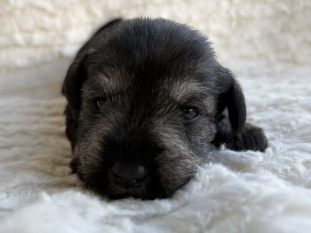 Puppy: Encalnas' Donna